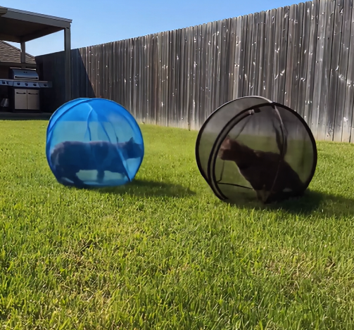 Cat enjoying an OrbiCat playpen